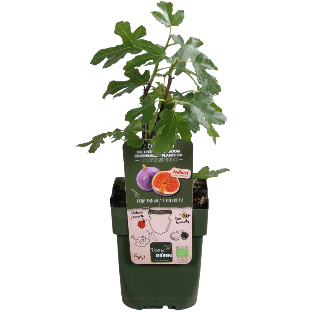"Zoete oogst trio" BIO Fruitplanten mix set van 3 verschillende soorten