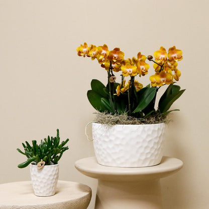 Kolibri Orchids | oranje orchideeënset in Honey dish incl. waterreservoir | drie oranje orchideeën Las Vegas12cm | Mono Bouquet wit met zelfvoorzienend waterreservoir