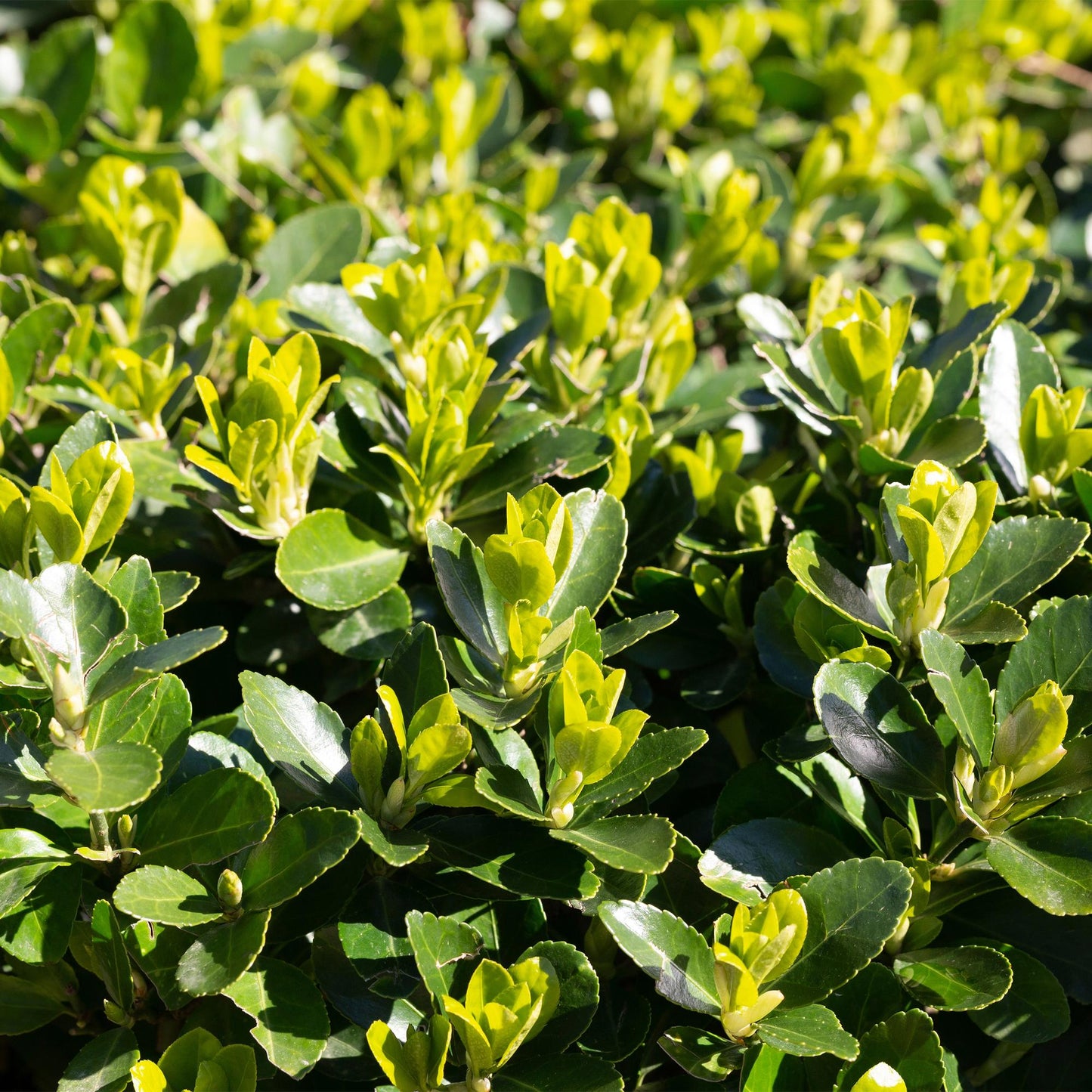 Green boutiQ - Haagplanten - Euonymus japonica Green Spire -  blad groen - 8 planten - 1 strekkende meter - groenblijvend - pot 9cm hoogte 20-25cm