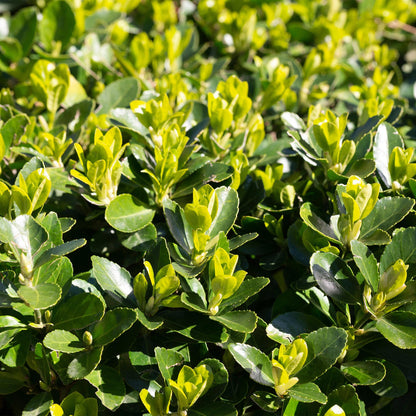 Green boutiQ - Haagplanten - Euonymus japonica Green Spire -  blad groen - 8 planten - 1 strekkende meter - groenblijvend - pot 9cm hoogte 20-25cm