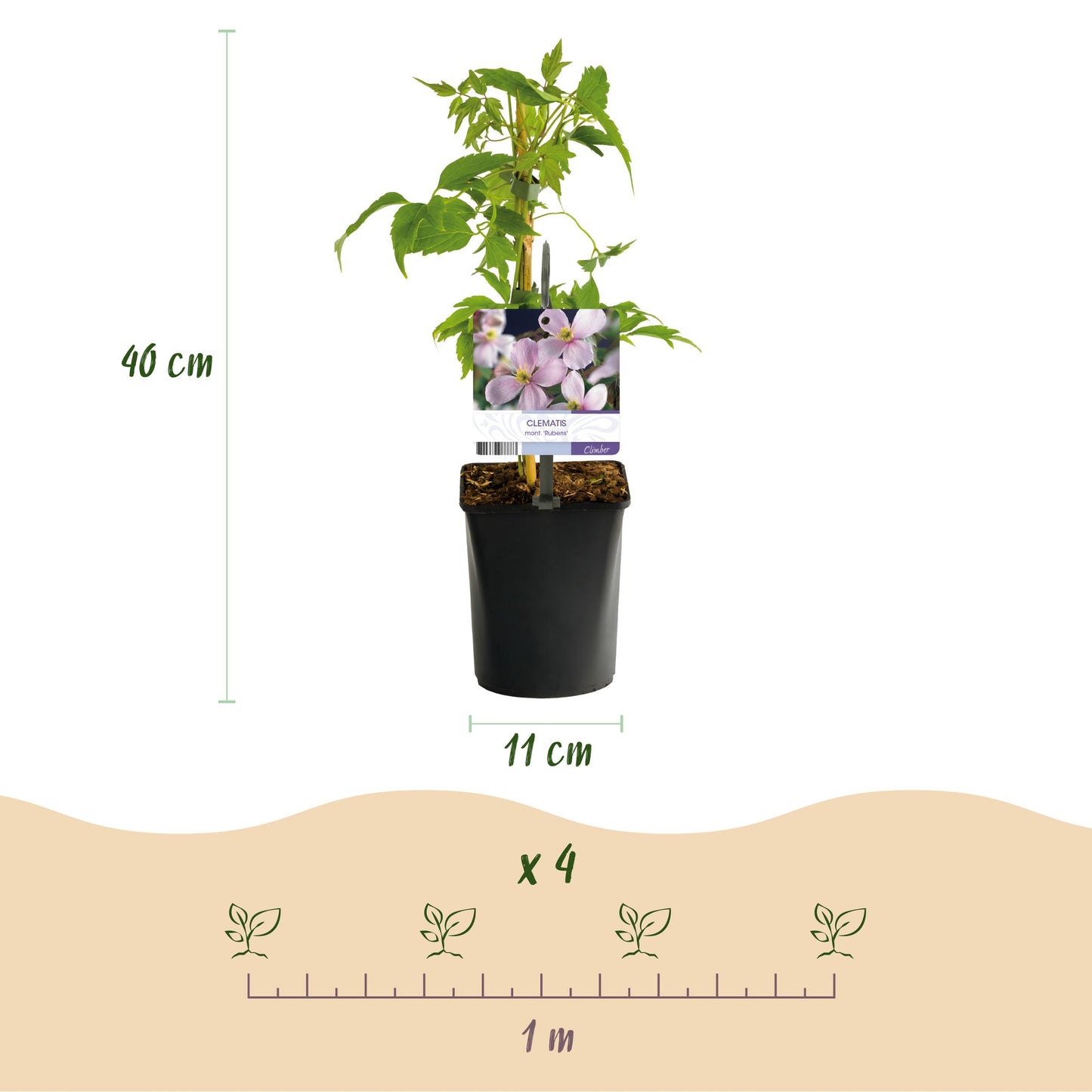 Green boutiQ - Klimplant - Clematis montana Rubens - Bloem Roze - Vroegbloeiend - Weinig onderhoud -2 planten -  Pot 11cm Hoogte 40cm