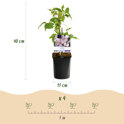 Green boutiQ - Klimplant - Clematis montana Rubens - Bloem Roze - Vroegbloeiend - Weinig onderhoud -2 planten -  Pot 11cm Hoogte 40cm