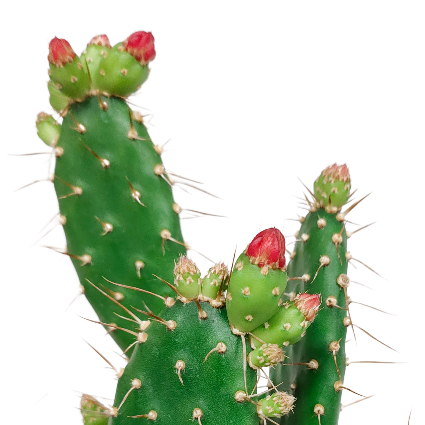 Opuntia quitensis 12 cm