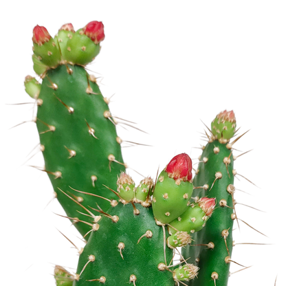 Opuntia quitensis 12 cm