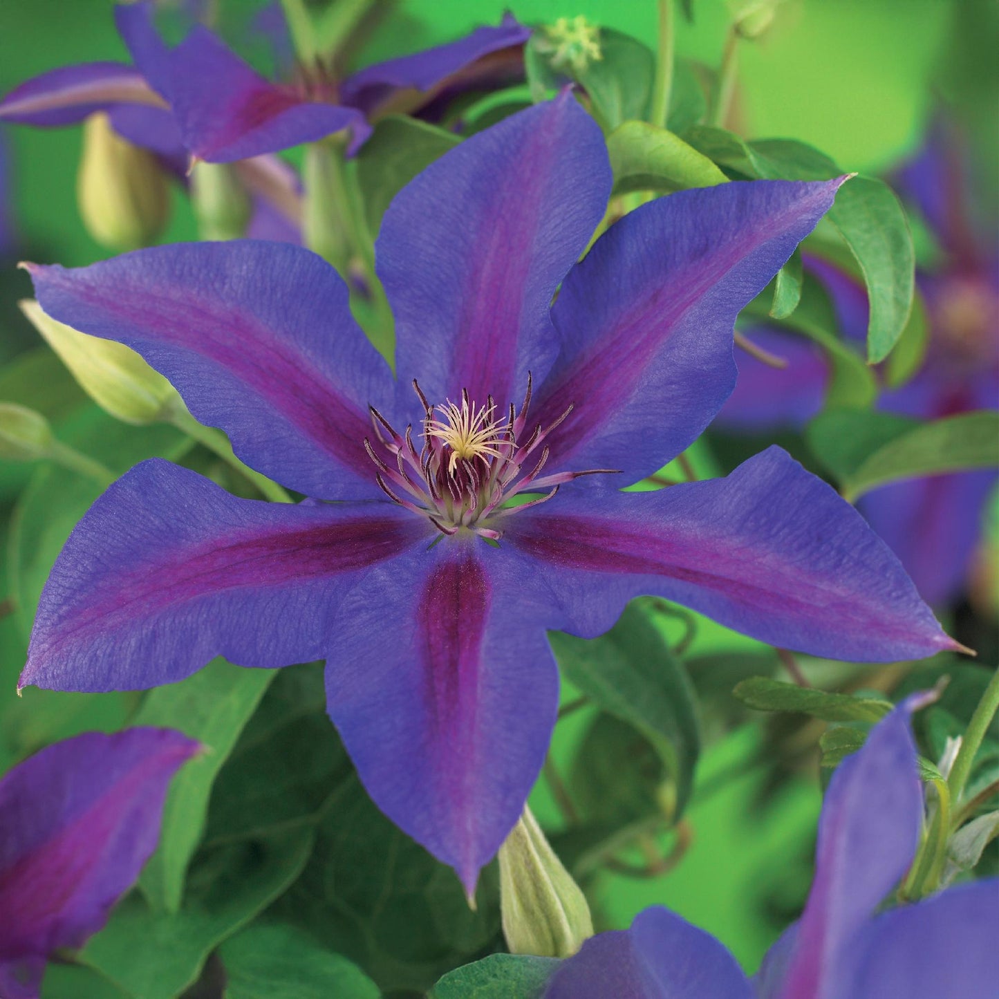 Green boutiQ - Klimplant - Clematis Mrs. N. Thompson - Bloem Roze - Weinig onderhoud -2 planten -  Pot 11cm Hoogte 40cm