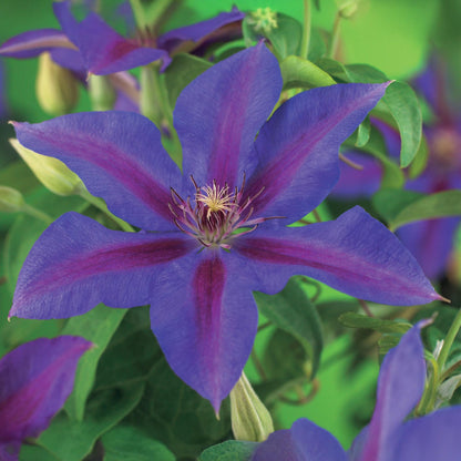 Green boutiQ - Klimplant - Clematis Mrs. N. Thompson - Bloem Roze - Weinig onderhoud -2 planten -  Pot 11cm Hoogte 40cm