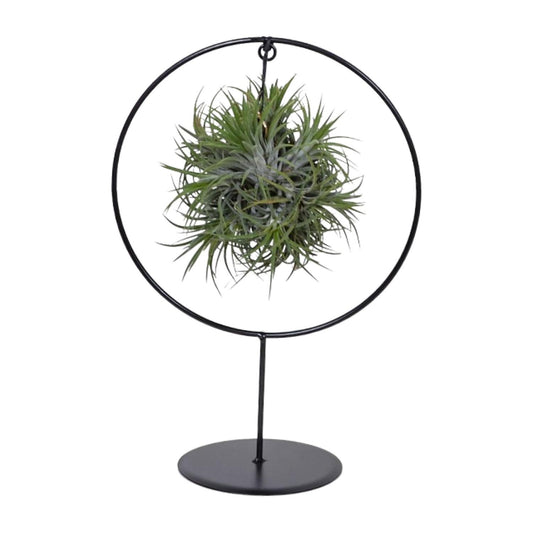 Tillandsia Ring Mix - Ø15cm - ↕35cm