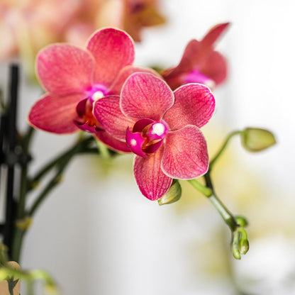 Kolibri Orchids | rode Phalaenopsis orchidee - Congo - potmaat Ø9cm | bloeiende kamerplant - vers van de kweker