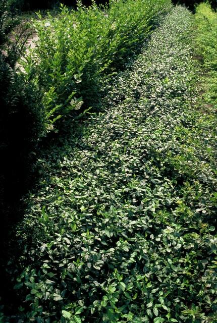 6x Euonymus fort. 'Dart's Blanket' - ↕10-25cm - Ø9cm