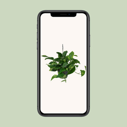 Scindapsus Epipremnum - Ø15cm - ↕45cm