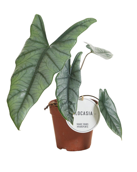 Alocasia Heterophylla - Ø12cm - ↕25cm