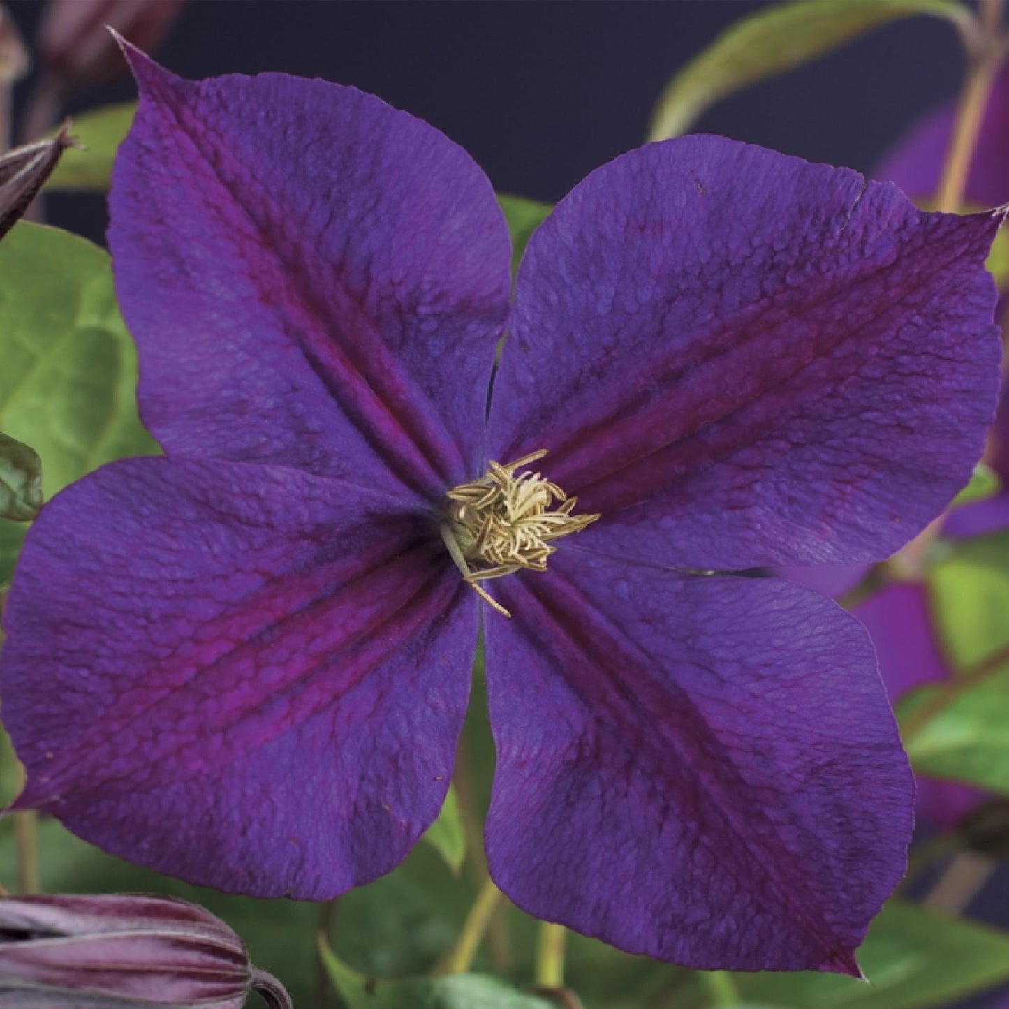 Green boutiQ - Klimplant - Clematis Star of India - Bloem Roze - Weinig onderhoud -2 planten -  Pot 11cm Hoogte 40cm