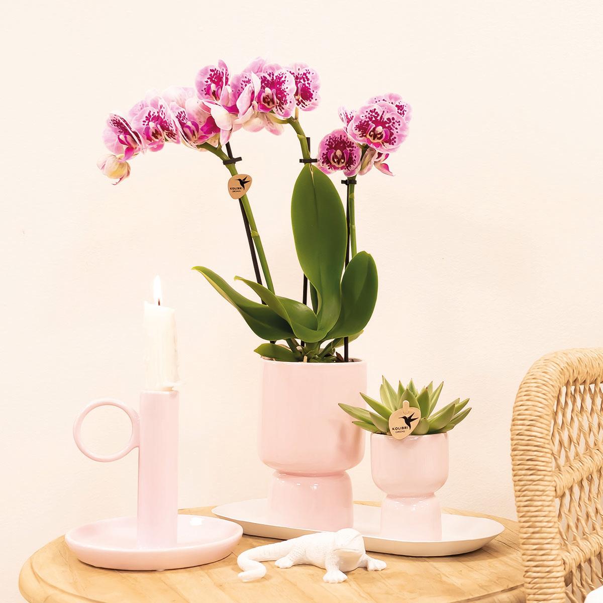 Kolibri Orchids | Roze paarse phalaenopsis orchidee - El Salvador - potmaat Ø9cm | bloeiende kamerplant - vers van de kweker