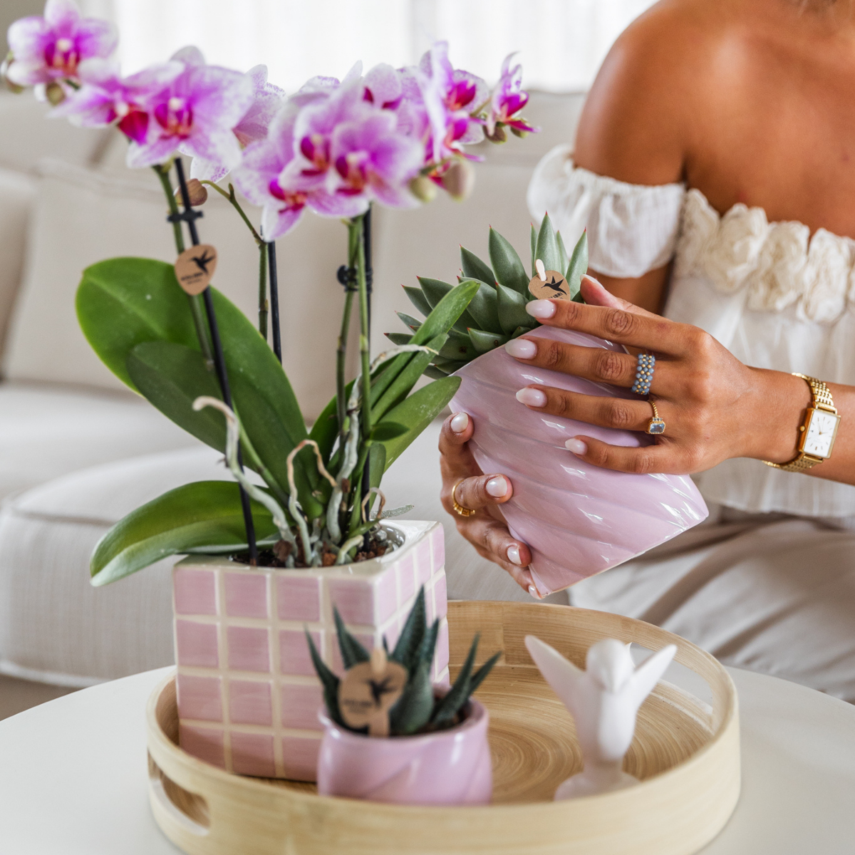Kolibri Orchids | Roze Phalaenopsis orchidee - Mineral Rotterdam - potmaat Ø9cm | bloeiende kamerplant - vers van de kweker