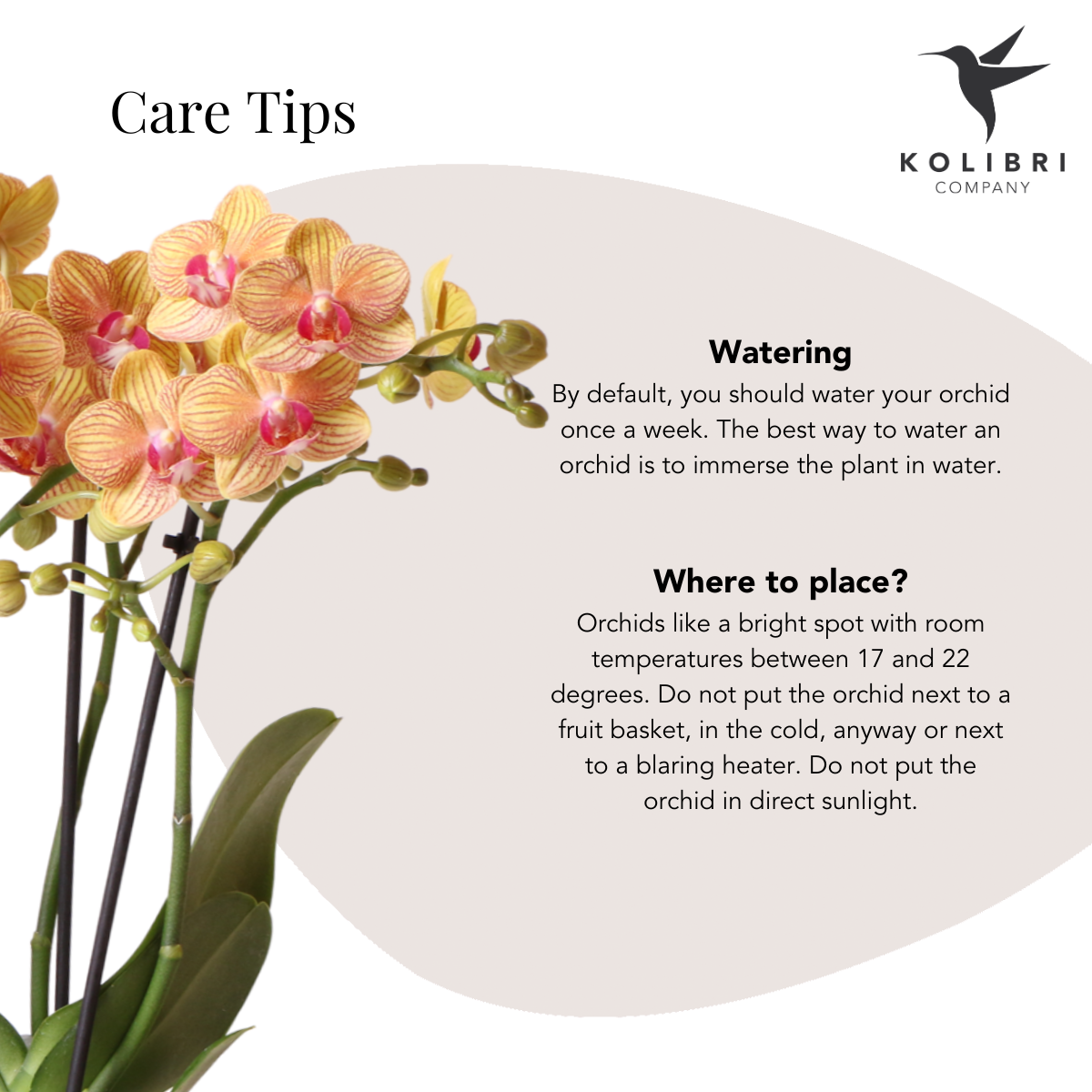 Kolibri Company | Gift set | Plantenset met 2 oranje Phalaenopsis Orchideeën en Succulent incl. keramieken sierpotten