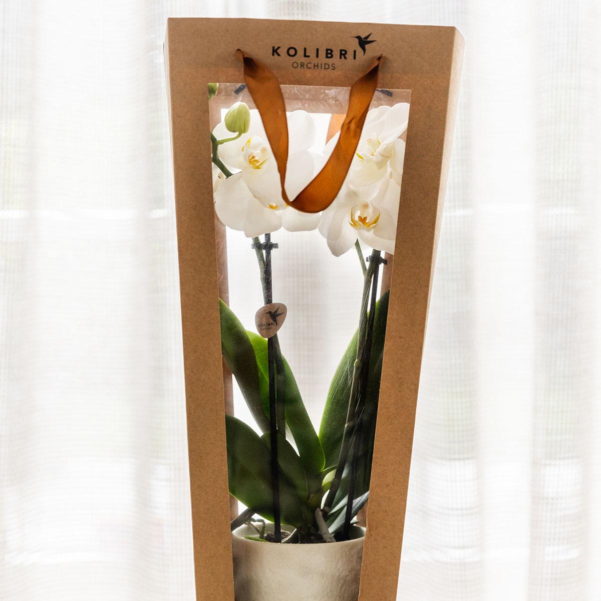 Kolibri Company I Cadeau tasje voor Orchidee met Sierpot 9cm