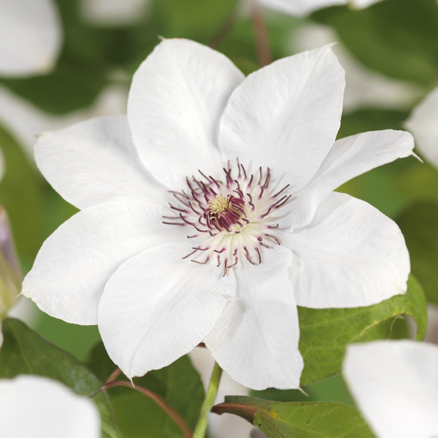 Green boutiQ - Klimplant - Clematis Miss bateman - Bloem Roze - Weinig onderhoud -2 planten -  Pot 11cm Hoogte 40cm