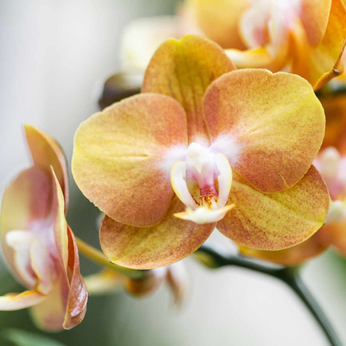 Kolibri Orchids | oranje orchideeënset in Reed Basket incl. waterreservoir | drie oranje orchideeën Las Vegas 12cm | Mono Bouquet oranje met zelfvoorzienend waterreservoir.