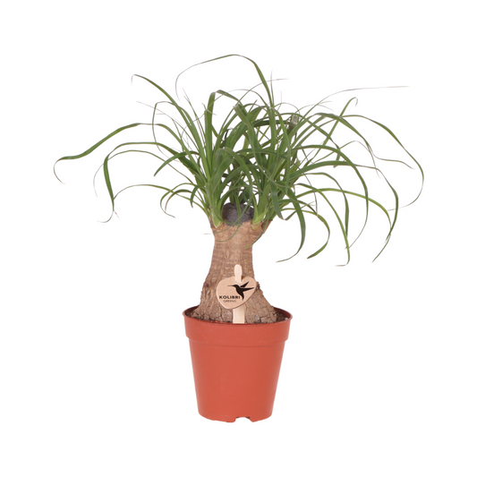 Kolibri Greens | Groene plant - Beaucarnea ⌀9 cm - groene kamerplant - vers van de kweker