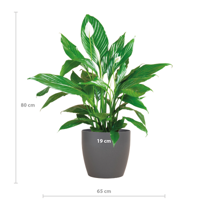 Spathiphyllum met Viber grijs - 80cm - Ø21