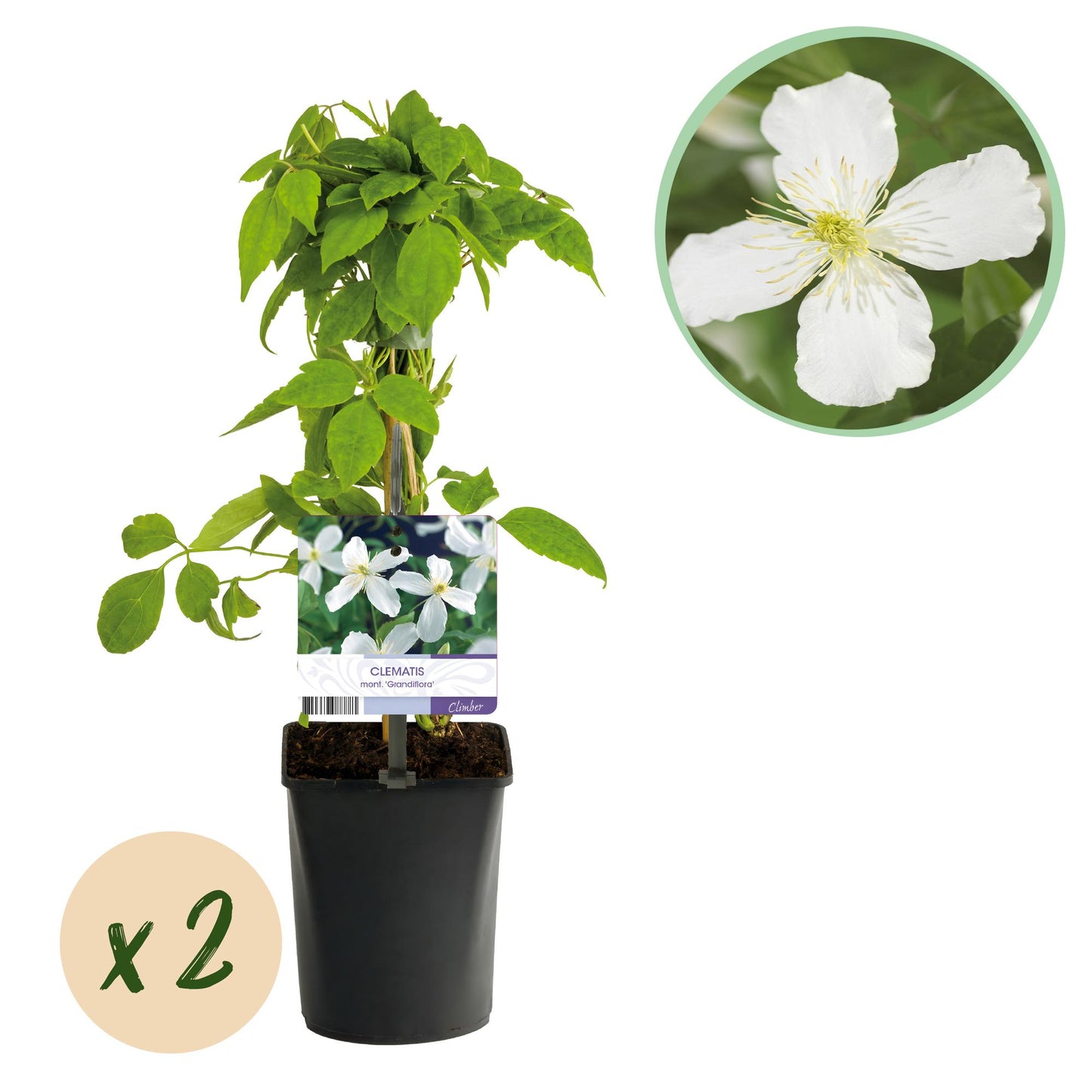 Green boutiQ - Klimplant - Clematis montana Grandiflora - Bloem Wit - Vroegbloeiend - Weinig onderhoud -2 planten -  Pot 11cm Hoogte 40cm