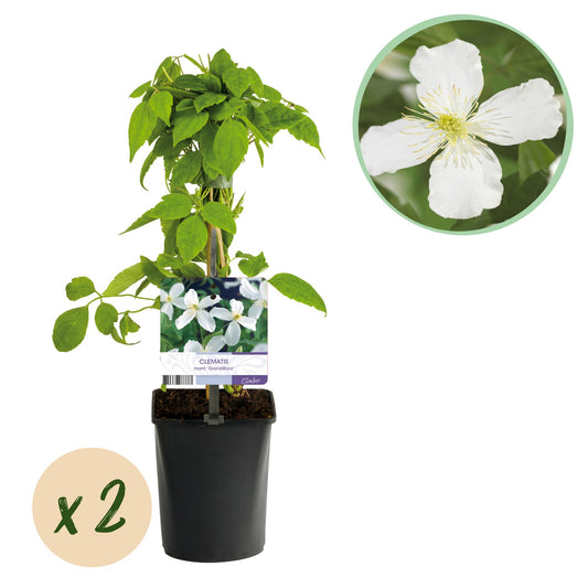 Green boutiQ - Klimplant - Clematis montana Grandiflora - Bloem Wit - Vroegbloeiend - Weinig onderhoud -2 planten -  Pot 11cm Hoogte 40cm