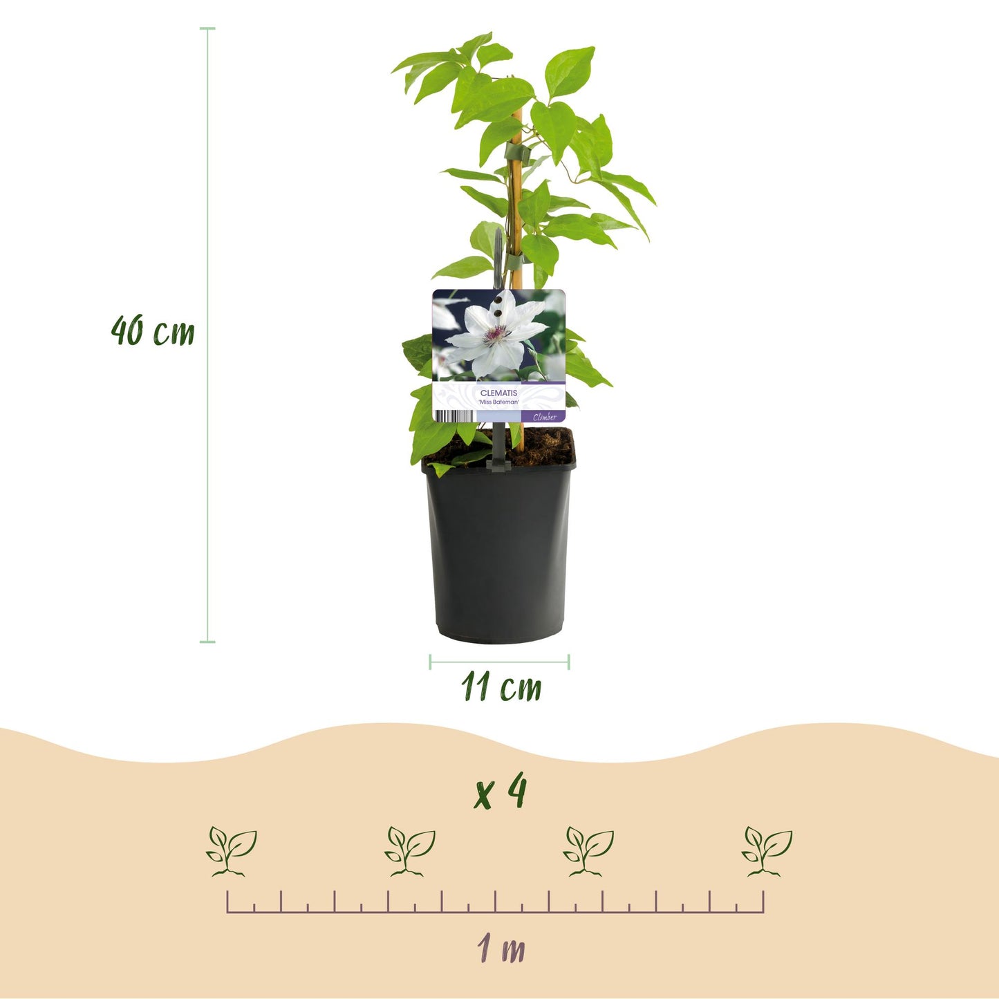 Green boutiQ - Klimplant - Clematis Miss bateman - Bloem Roze - Weinig onderhoud -2 planten -  Pot 11cm Hoogte 40cm