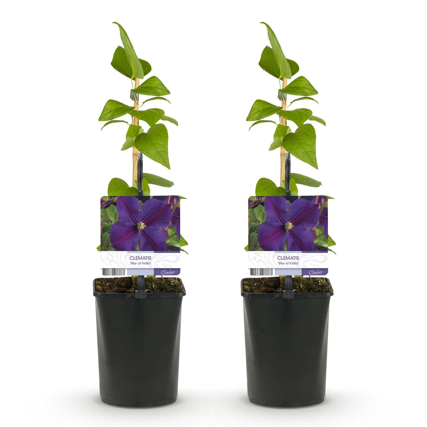Green boutiQ - Klimplant - Clematis Star of India - Bloem Roze - Weinig onderhoud -2 planten -  Pot 11cm Hoogte 40cm