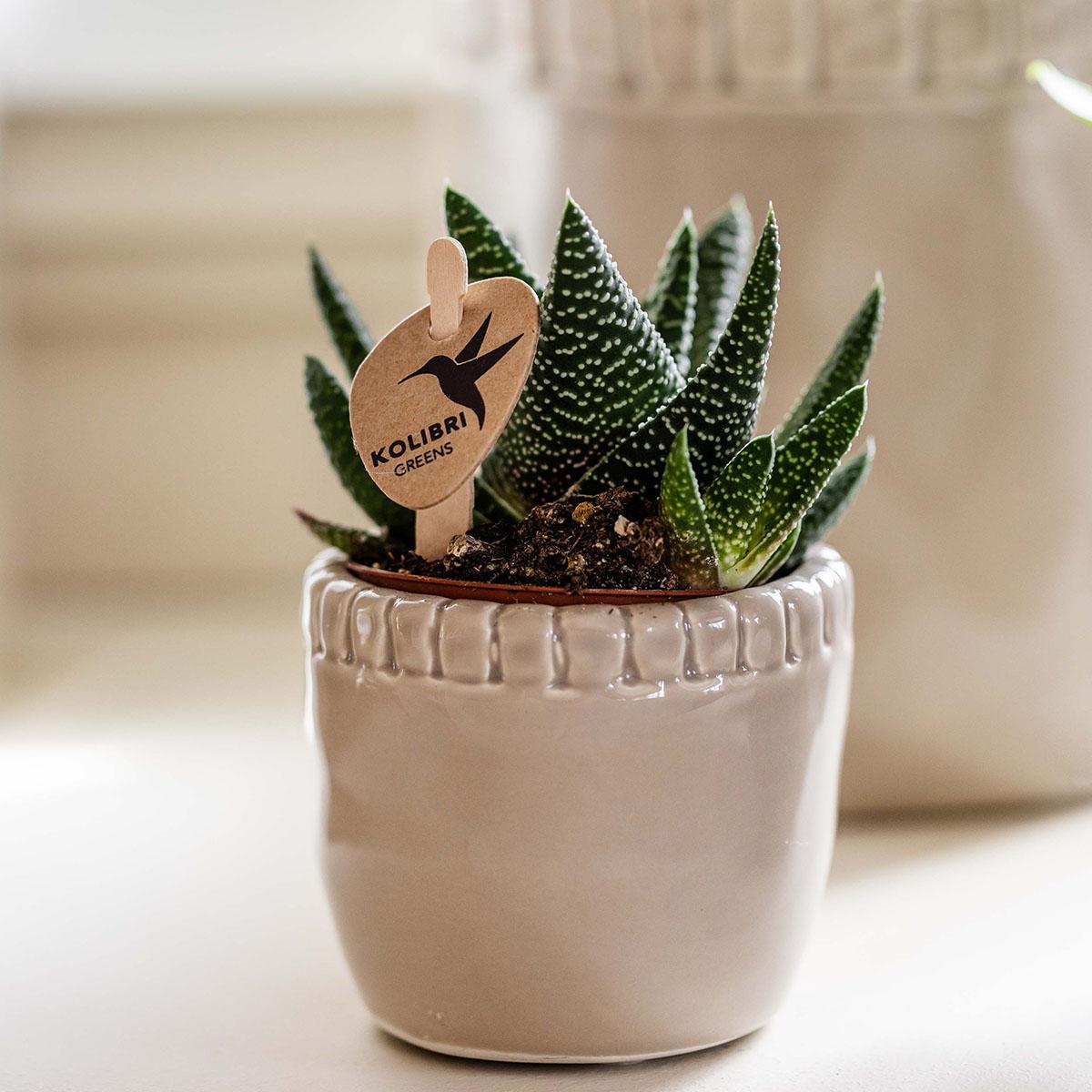 Kolibri Greens | Groene plant - Succulent Haworthia Royal Highnness - potmaat Ø6cm - groene kamerplant - vers van de kweker
