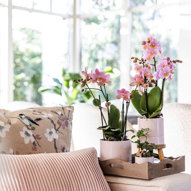 Kolibri Orchids | Roze phalaenopsis orchidee - Andorra - potmaat Ø9cm | bloeiende kamerplant - vers van de kweker