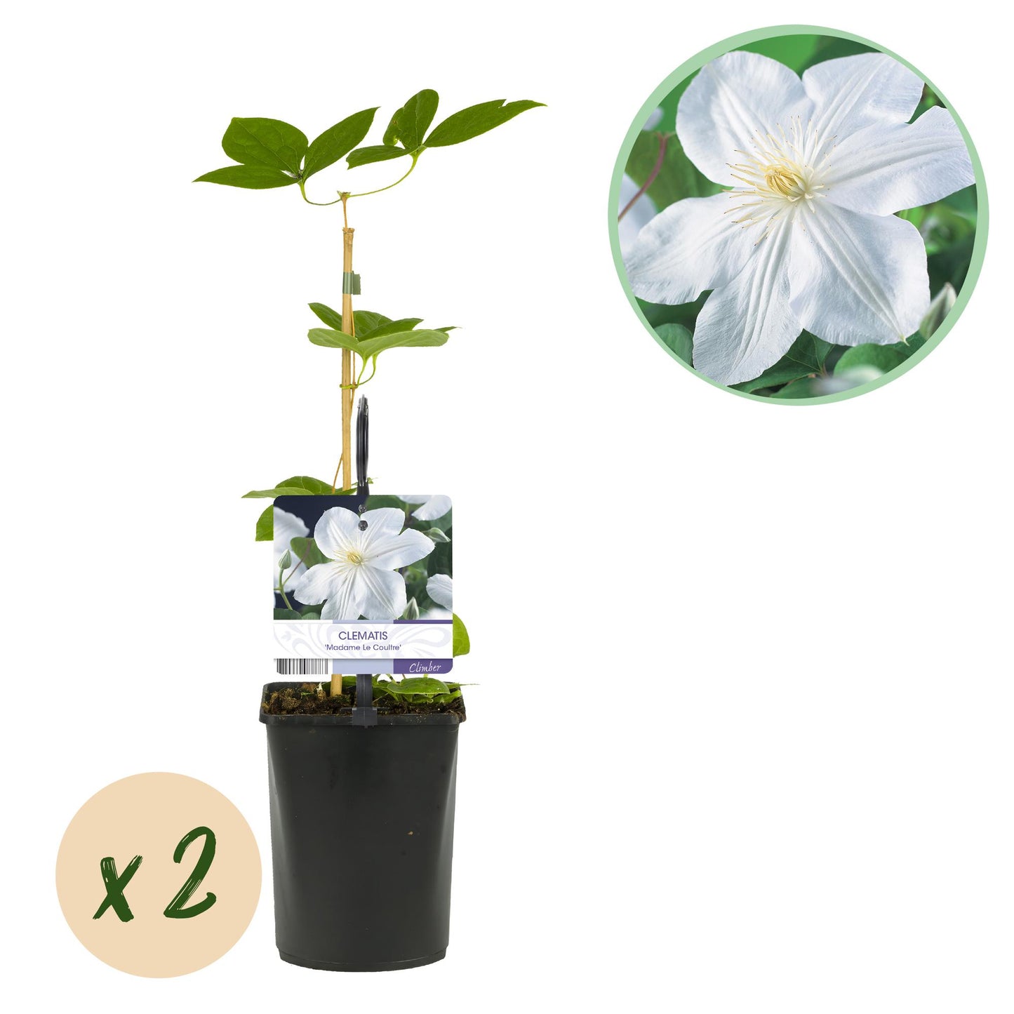 Green boutiQ - Klimplant - Clematis Madame Le Coultre - bloem wit - Weinig onderhoud -2 planten -  Pot 11cm Hoogte 40cm