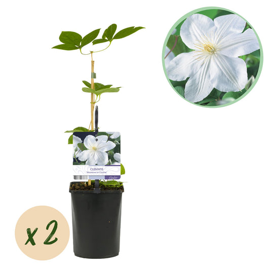 Green boutiQ - Klimplant - Clematis Madame Le Coultre - bloem wit - Weinig onderhoud -2 planten -  Pot 11cm Hoogte 40cm