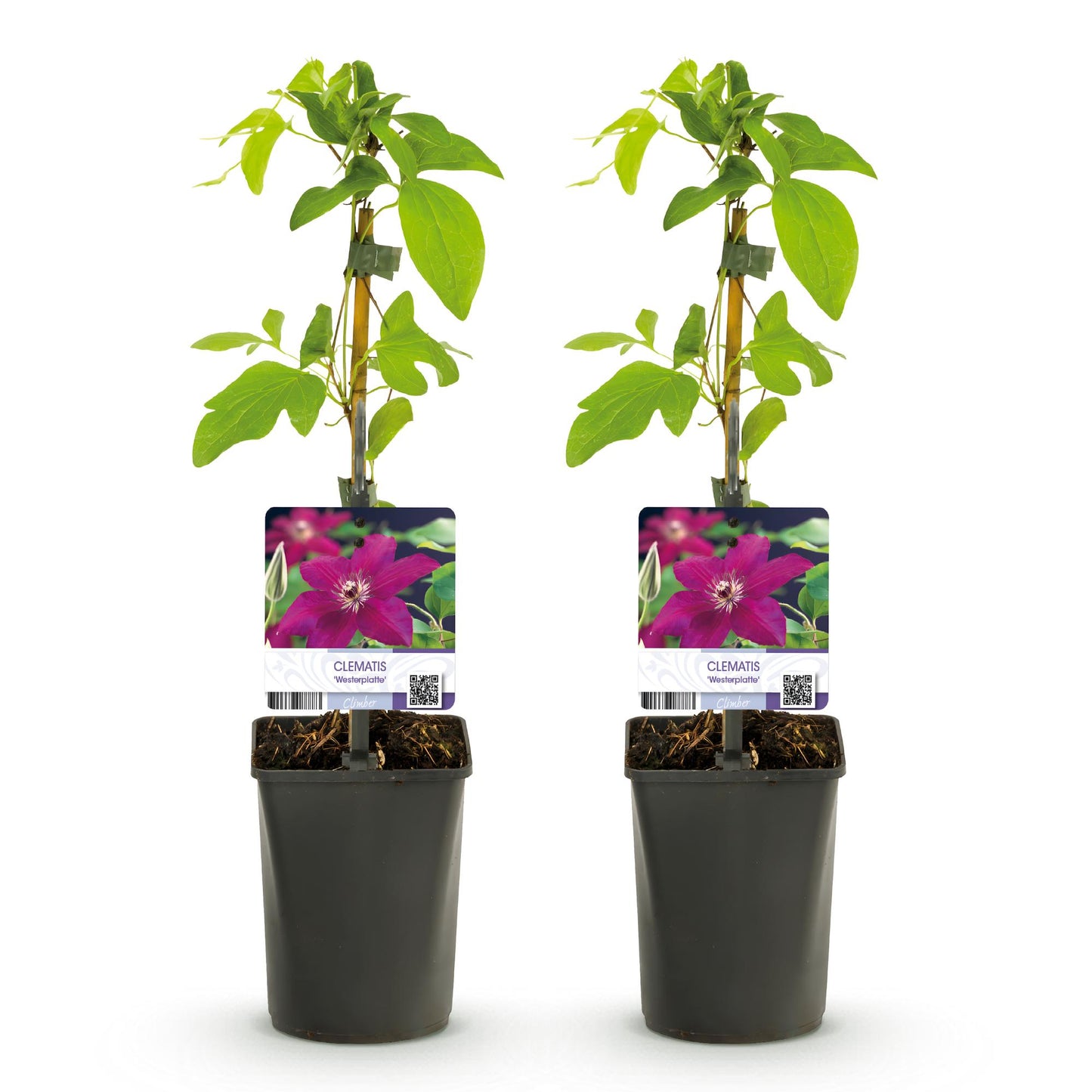 Green boutiQ - Klimplant - Clematis Westerplatte - Bloem Rood - Weinig onderhoud -2 planten -  Pot 11cm Hoogte 40cm