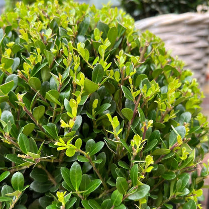 2x Ilex crenata 'Jenny' bol | set van 2 stuks | 20 cm Ø