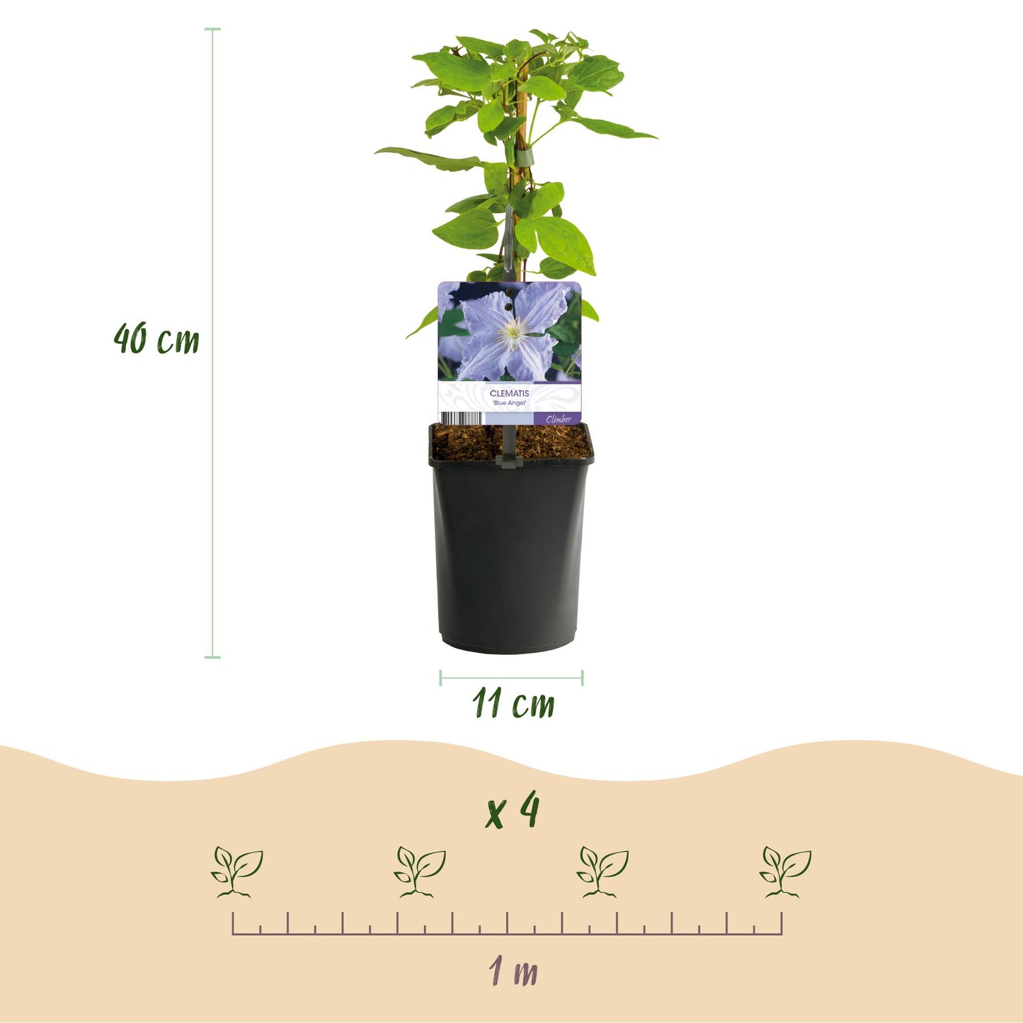 Green boutiQ - Klimplant - Clematis Blue Angel - Bloem Licht Blauw - Weinig onderhoud -2 planten -  Pot 11cm Hoogte 40cm