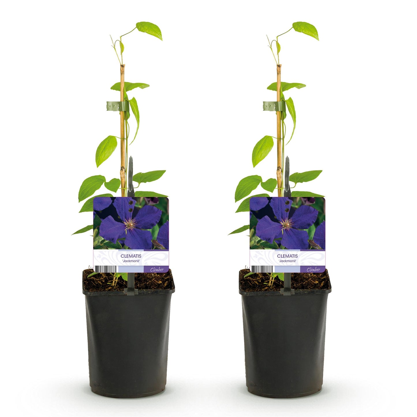 Green boutiQ - Klimplant - Clematis Jackmanii - Bloem Blauw - Weinig onderhoud -2 planten -  Pot 11cm Hoogte 40cm