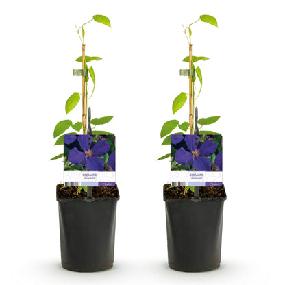 Green boutiQ - Klimplant - Clematis Jackmanii - Bloem Blauw - Weinig onderhoud -2 planten -  Pot 11cm Hoogte 40cm