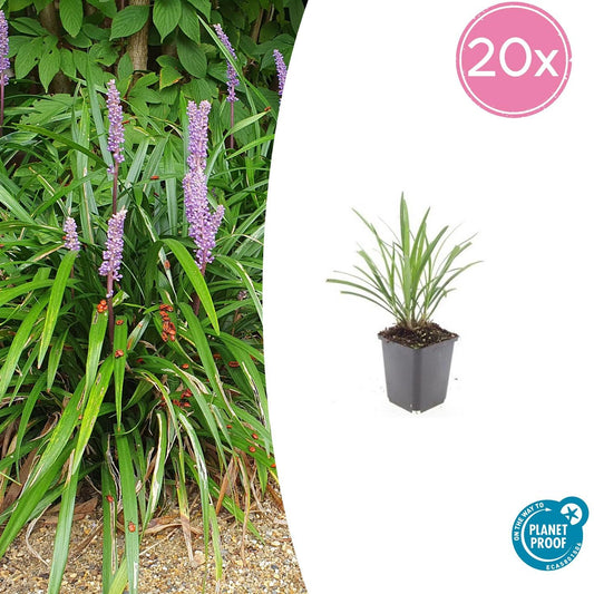 20x Liriope muscari 'Ingwersen' - ↕10-25cm - Ø9cm