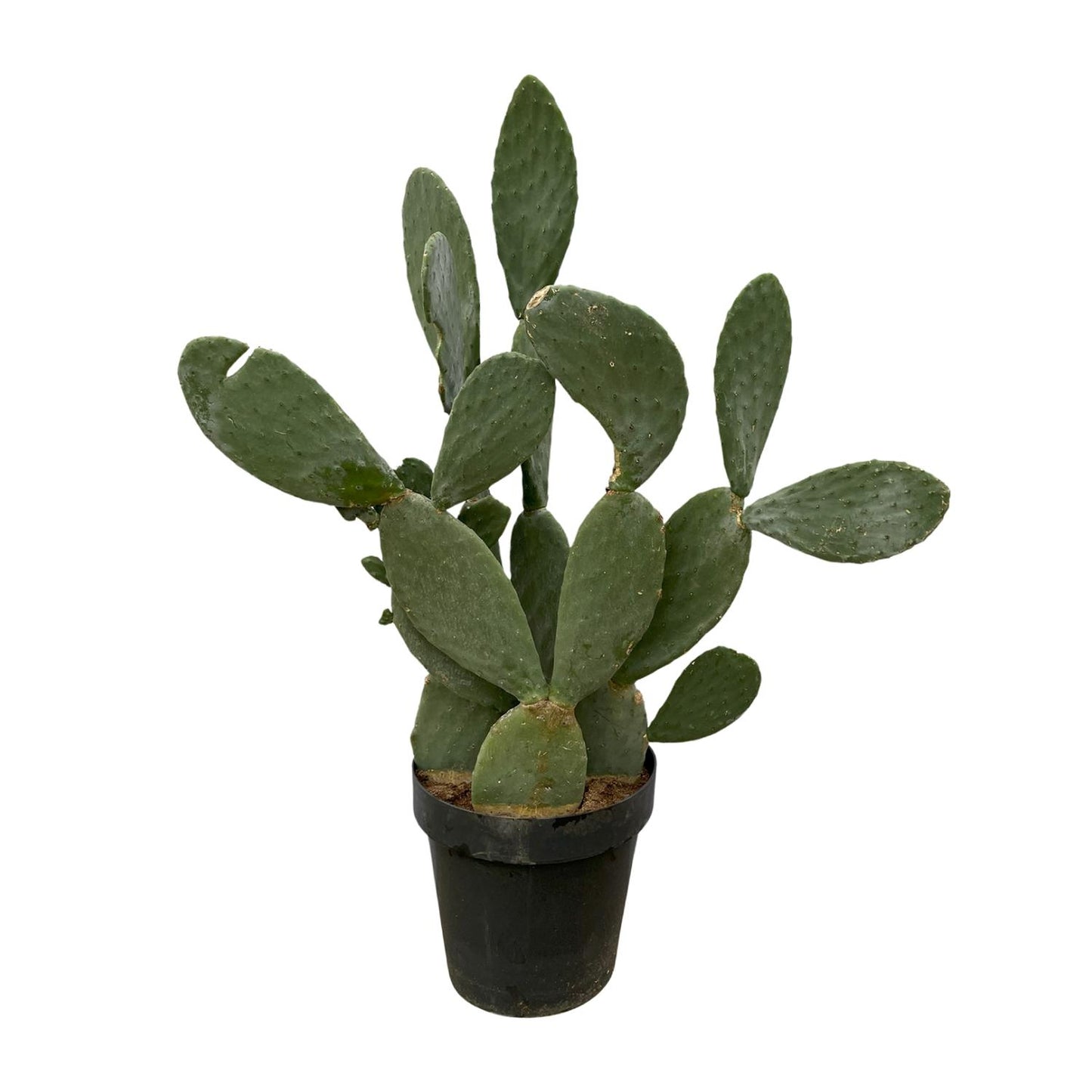 Opuntia Ficus Indica - 120 cm - Ø50cm