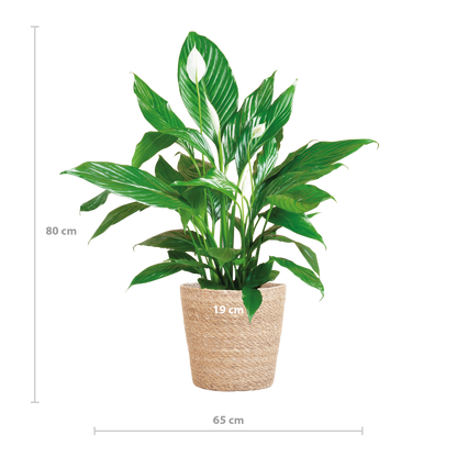 Spathiphyllum met Mand Sofia naturel - 80cm - Ø21