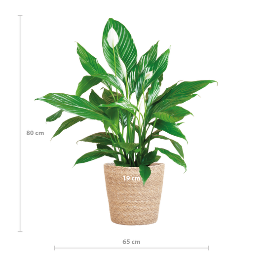 Spathiphyllum met Mand Sofia naturel - 80cm - Ø21