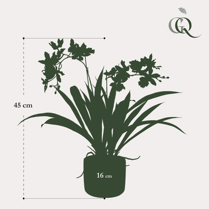 Kunstplant - Orchidee - Bordeaux - 45cm