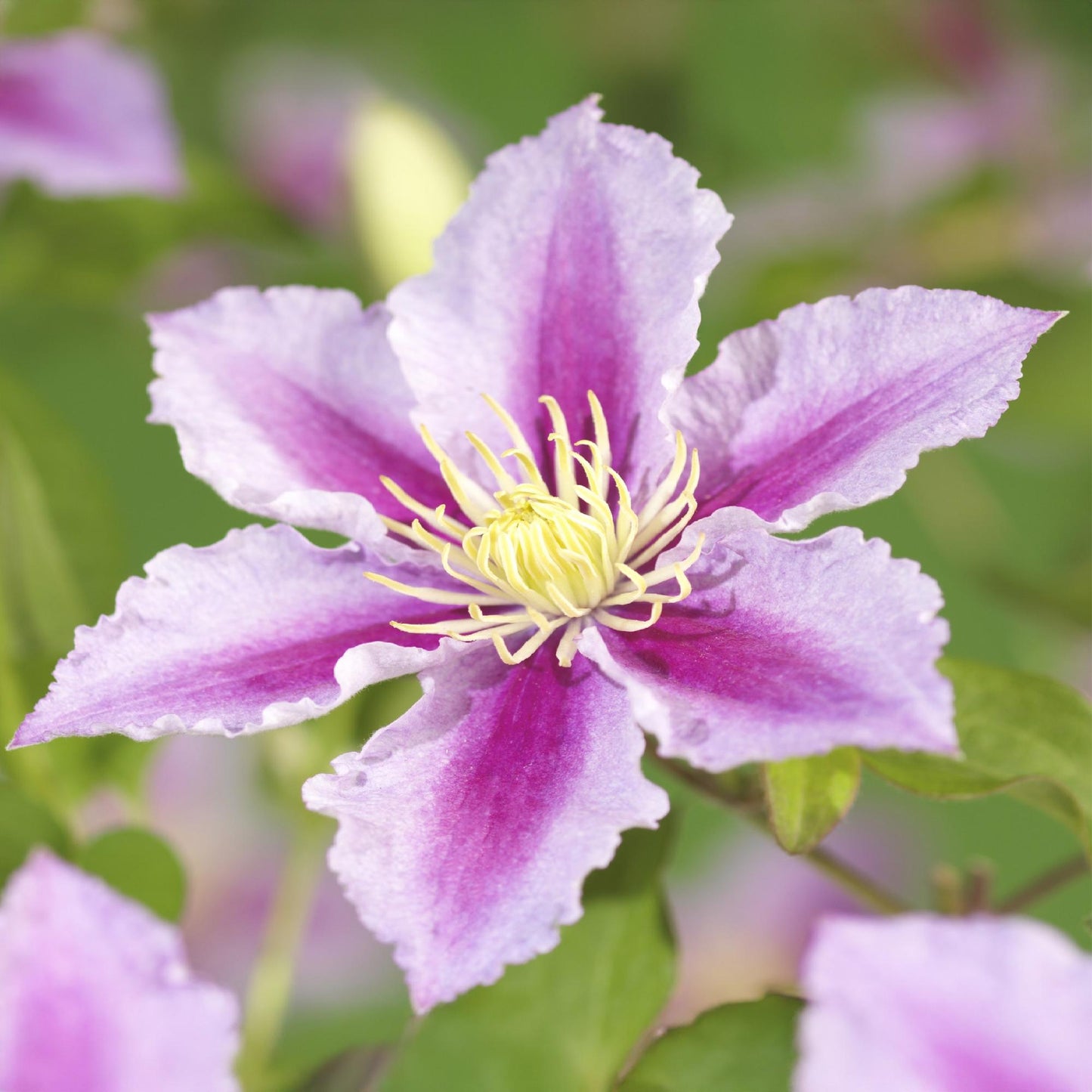 Green boutiQ - Klimplant - Clematis Piilu - Bloem Roze - Weinig onderhoud -2 planten -  Pot 11cm Hoogte 40cm