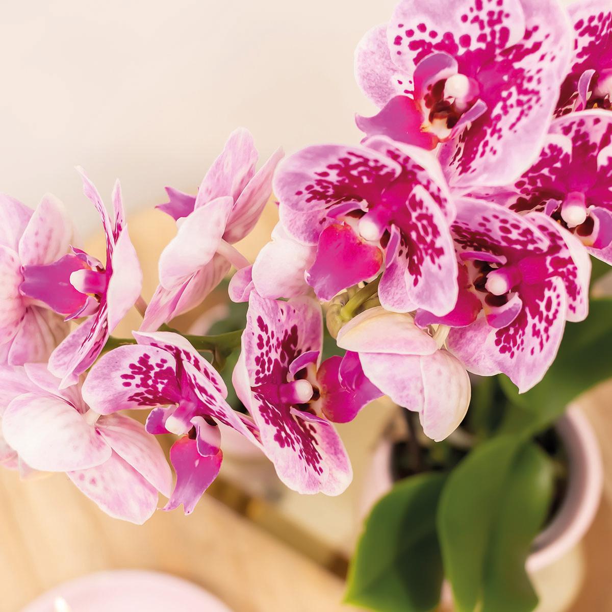 Kolibri Orchids | Roze paarse phalaenopsis orchidee - El Salvador - potmaat Ø9cm | bloeiende kamerplant - vers van de kweker