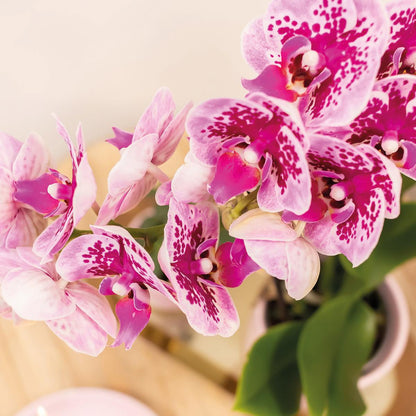 Kolibri Orchids | Roze paarse phalaenopsis orchidee - El Salvador - potmaat Ø9cm | bloeiende kamerplant - vers van de kweker