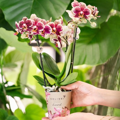 Kolibri Orchids | COMBI DEAL van 2 geel rode phalaenopsis orchideeën - Spain - potmaat Ø9cm | bloeiende kamerplant - vers van de kweker