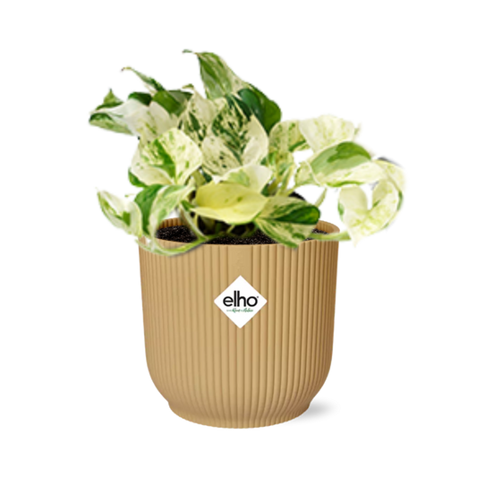 Epipremnum Pinnatum Happy Leaf in ELHO Vibes Fold 14cm geel