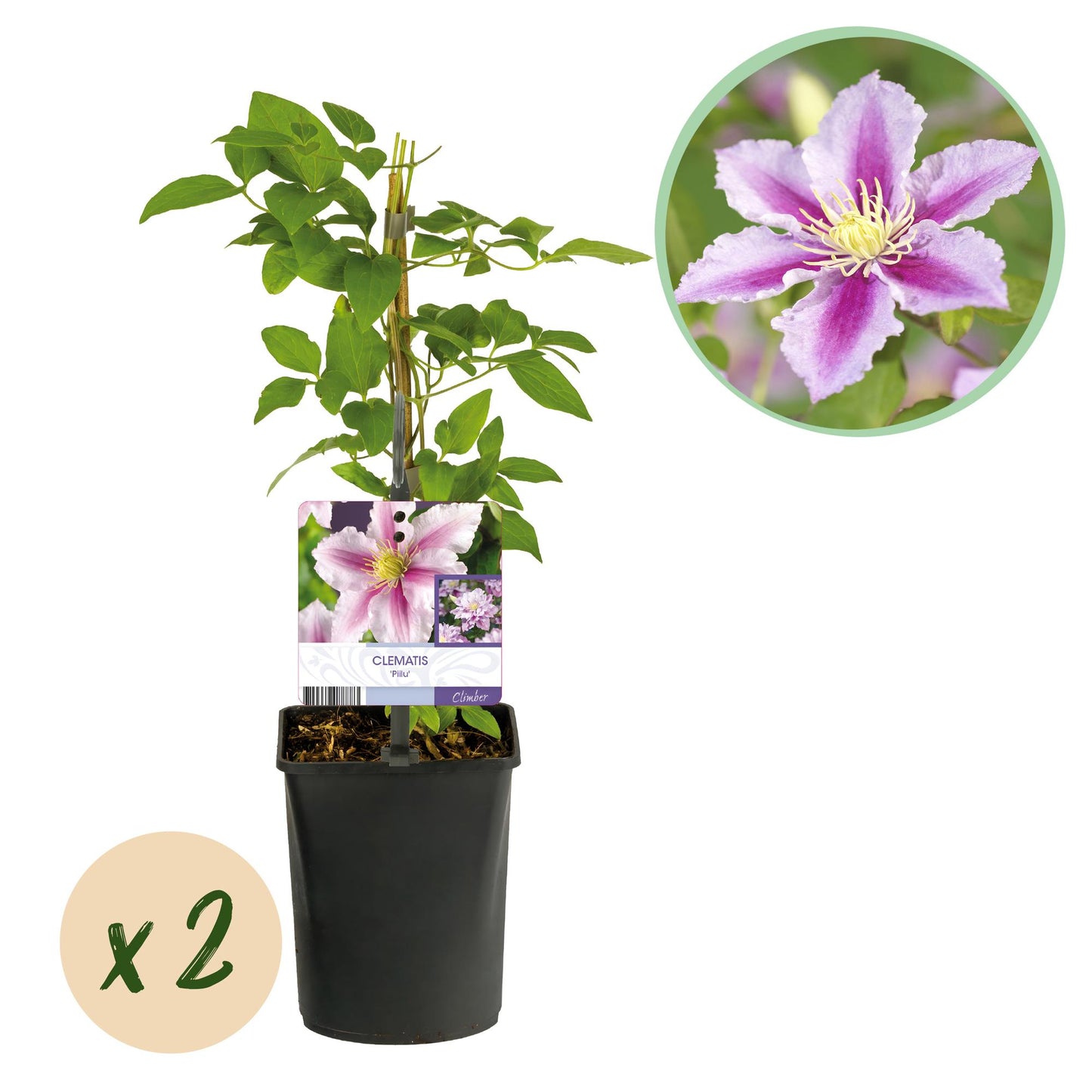 Green boutiQ - Klimplant - Clematis Piilu - Bloem Roze - Weinig onderhoud -2 planten -  Pot 11cm Hoogte 40cm
