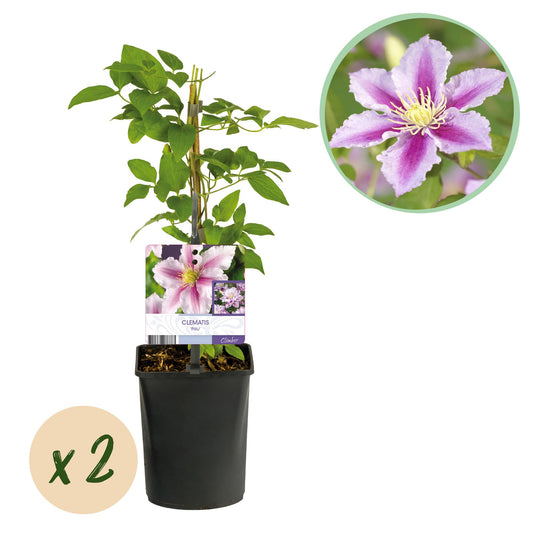 Green boutiQ - Klimplant - Clematis Piilu - Bloem Roze - Weinig onderhoud -2 planten -  Pot 11cm Hoogte 40cm