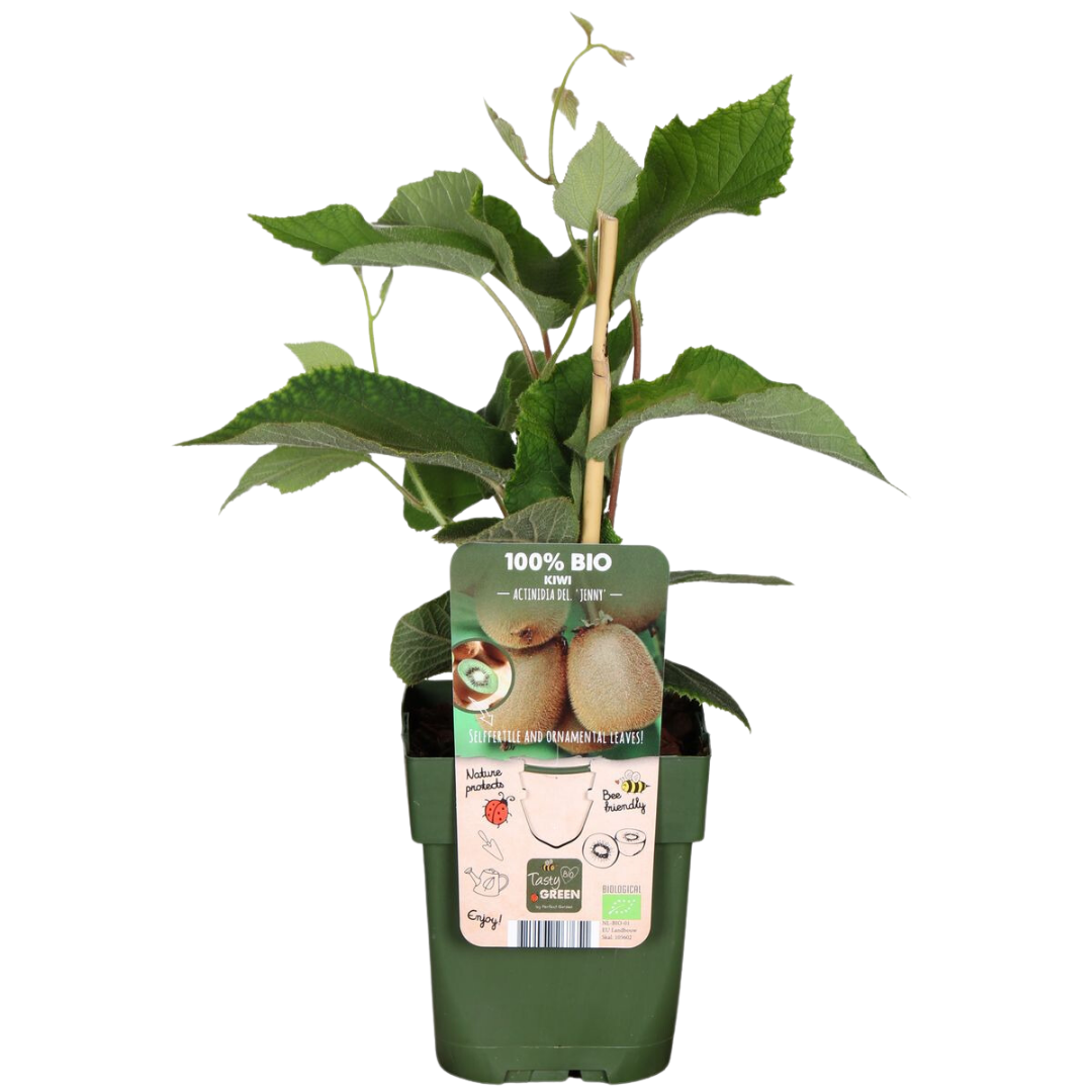 "Zomervruchten" BIO Fruitplanten mix set van 4 verschillende soorten